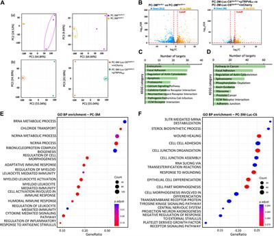 Characterization of the TRPV6 calcium channel-specific phenotype by RNA-seq in castration-resistant human prostate cancer cells